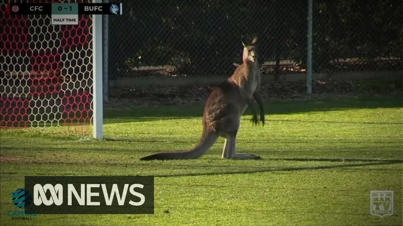 Mahdollista vain Australiassa? Kenguru hyppelehti kentälle kesken jalkapallo-ottelun – video