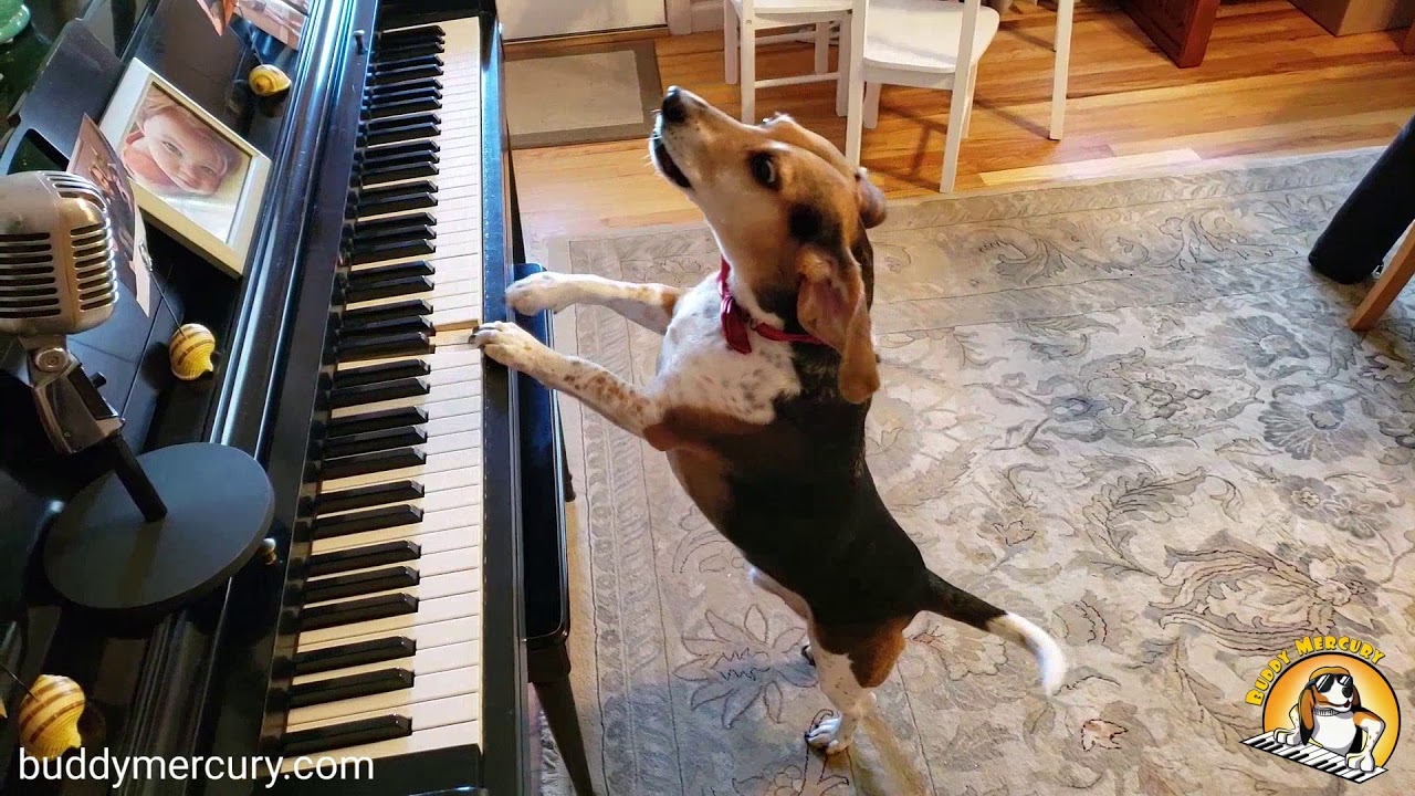 Musikaalinen koira ihastuttaa: Buddy Mercury soittaa pianoa ja laulaa – katso videot