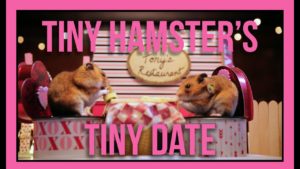 Pienet hamsterit treffeillä – video ihastuttaa