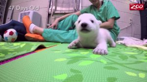 Piristystä päivään: Suloinen video seuraa pienen jääkarhun kasvua