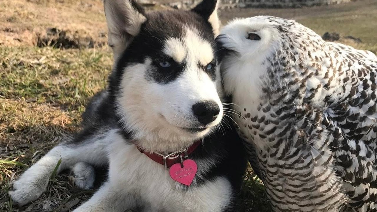 Pöllö ja husky-koira näyttävät videolla, että ystävyys voi todella rikkoa rajoja