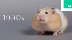 Pörröinen parodiavideo: 100 vuotta hamstereiden kauneushistoriaa