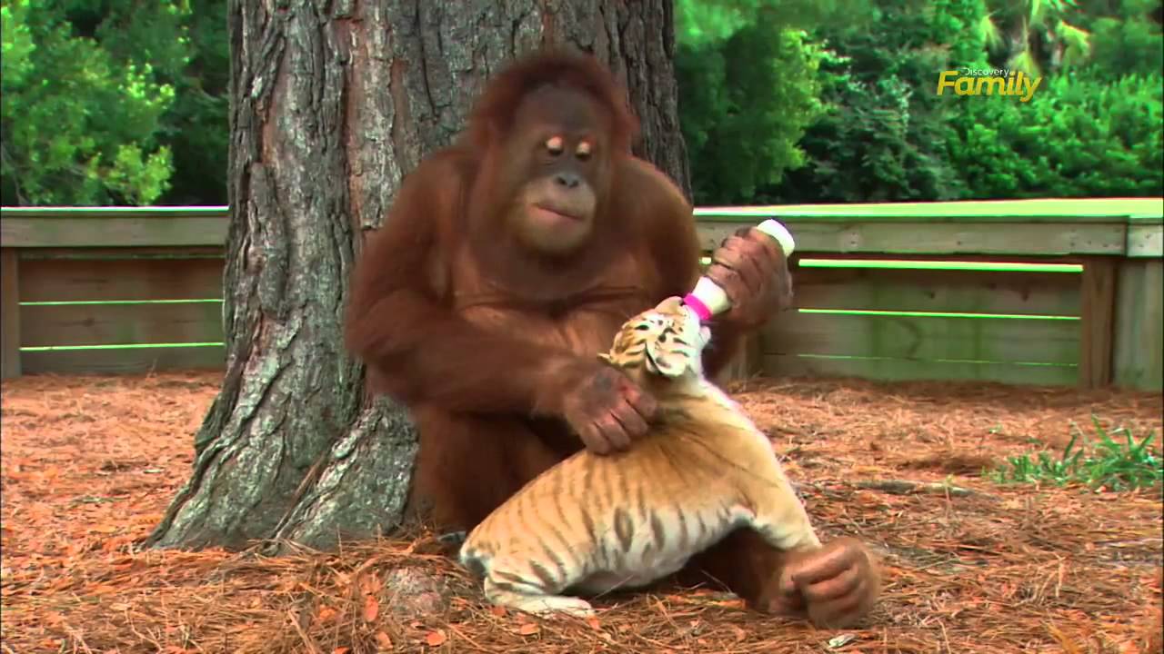 Suloinen video: Oranki toimii sijaisemona tiikerinpennuille eläintarhassa