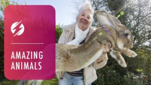 Tähän isä-poika-kaksikkoon uppoaa porkkanoita: Tässä ovat maailman suurimmat jänikset