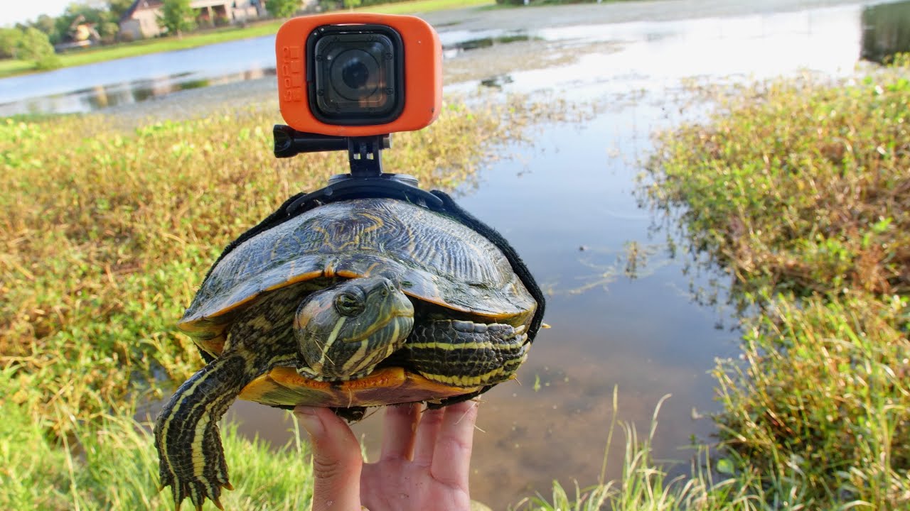 Tältä maailma näyttää kilpikonnan näkövinkkelistä – katso GoProlla kuvattu video