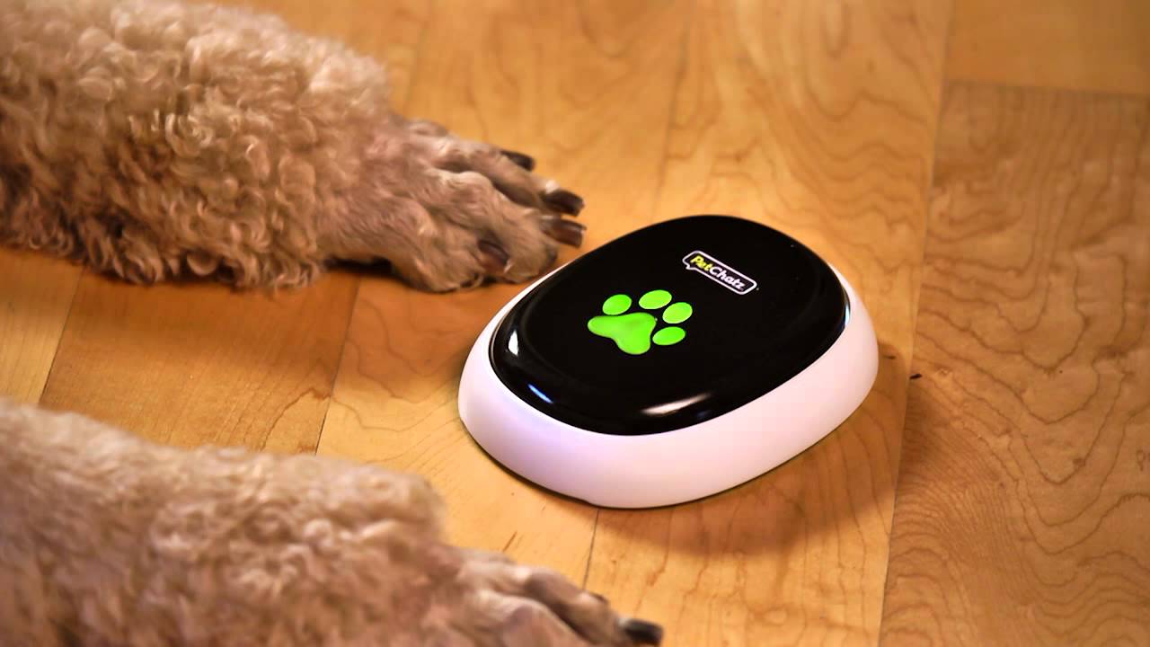Tämän laitteen avulla lemmikkisi voi soittaa sinulle – katso video