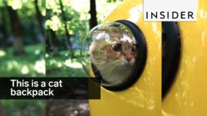 Tämän repun avulla kissasi voi reissata mukanasi ja seurata maisemia