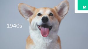 Tästä ei historiakatsaus söpömmäksi muutu: 100 vuotta corgien ”kauneutta” – video