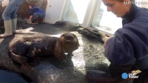 Video: Astma vaivaa suloista saukkoa – oppi käyttämään ”astmapiippua”