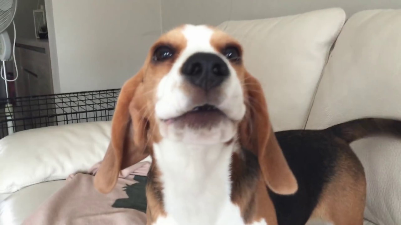 Video: Beaglen pentu matkii omistajansa ulvontaa