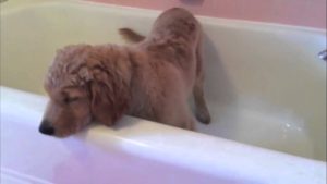 Video: Brady-koira osaa kylpeä omin päin ja jopa kuivaa itsensä pyyhkeeseen