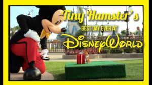 Video: Hurmaavan pienen hamsterin päivä Walt Disney Worldissa