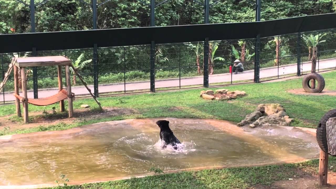 Video: Karhu iloitsee häkistä vapautumisestaan