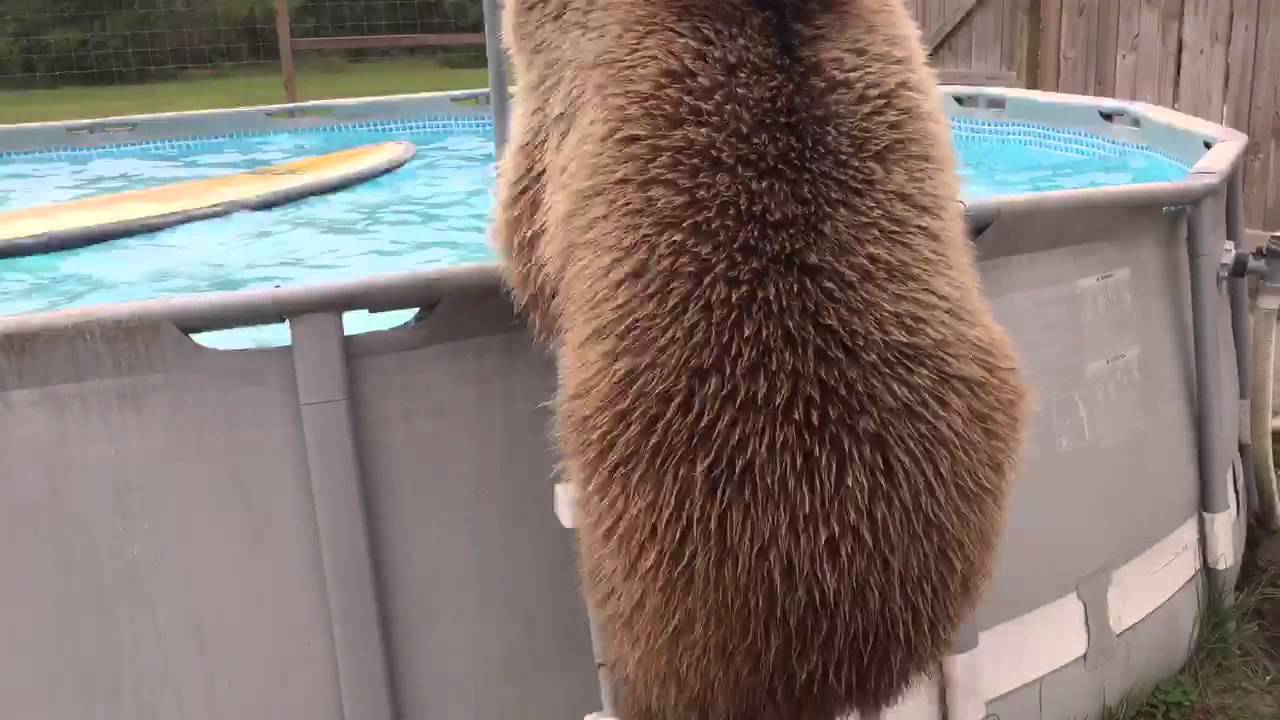 Video: Karhun leikkisä kylpyhetki