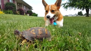 Video: Koira ja kivi, eikun kilpikonna