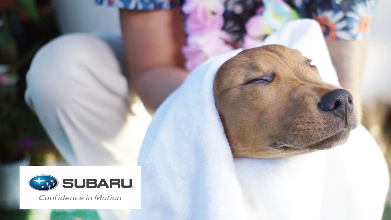 Video: Koirat pääsivät ensimmäistä kertaa kylpylään