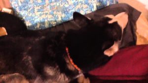 Video: Maya-husky mököttää omistajalleen, mutta se ei silti voi vastustaa lempilauluaan