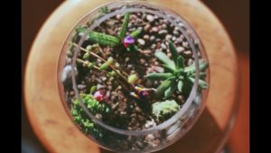 Video: Näin teet itse mehikasviterraarion