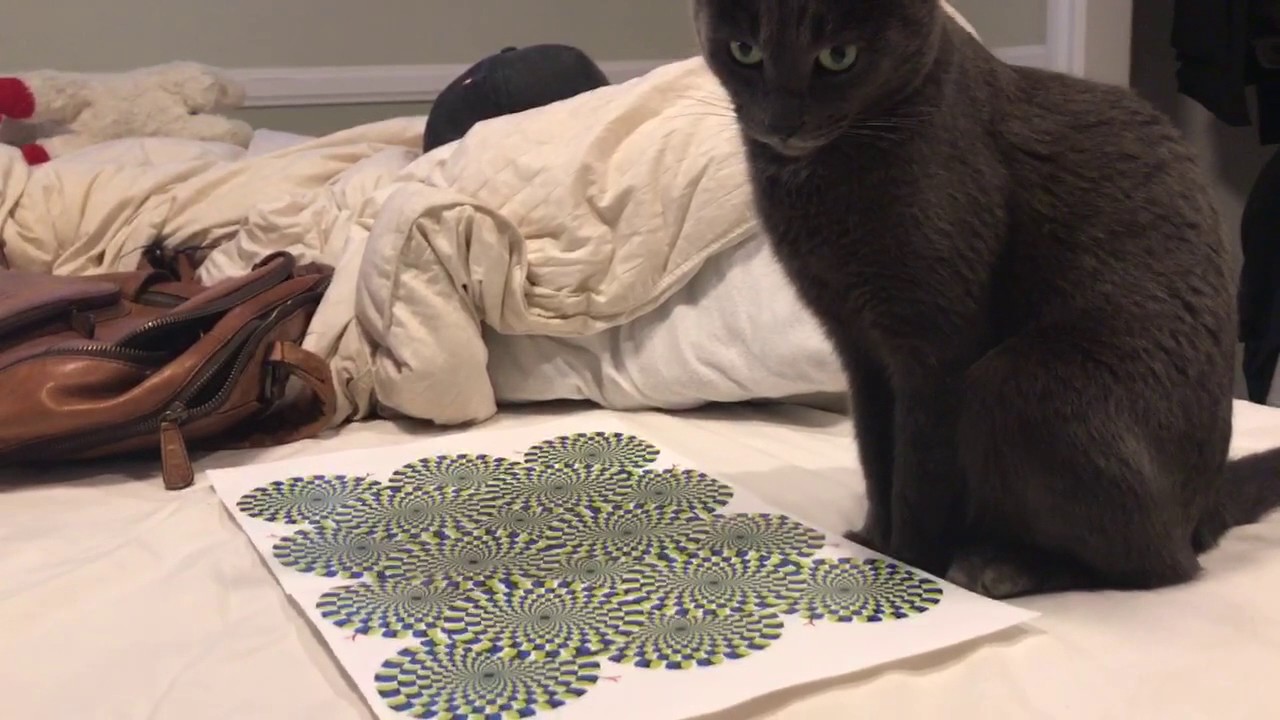 Video: Optinen illuusio sai suloisen kissan hämilleen
