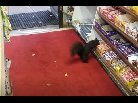 Video: Oravia vaivaa makeanhimo – varastavat lähikaupasta suklaapatukoita