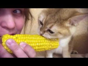 Video: Päivällinen kahdelle – kissanpentu nauttii maissia omistajansa kanssa