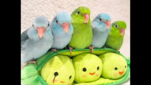 Video: Pikkuiset papukaijan poikaset ihastuttavat