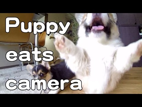 Video: Söpöt koiranpennut jahtaavat kameraa