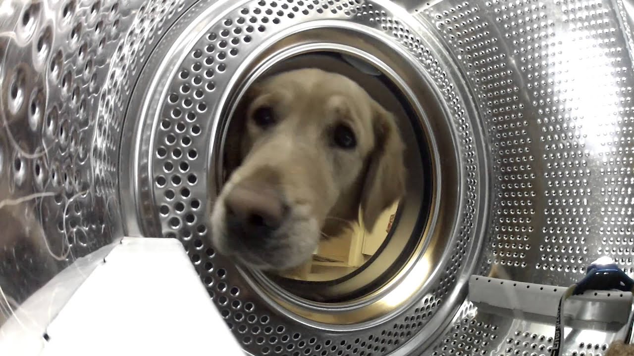 Video: Suloinen koira pelasti nallekarhunsa pesukoneen kynsistä