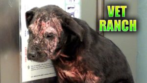 Video: Surullisen, kodittoman koiran onnellinen tarina