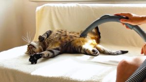 Video: Tämä kissa tykkää, kun sen turkkia imuroidaan