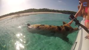 Video: Tämä rantalomakohde on possujen ystävän unelmakohde