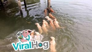 Video: Uimassa kultaistennoutajien kanssa