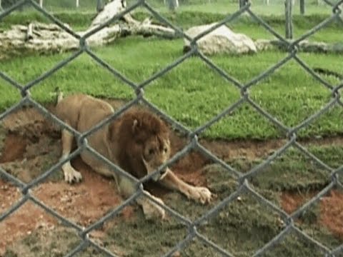 Video: Vapautettu sirkusleijona tuntee ruohon tassujensa alla ensimmäisen kerran