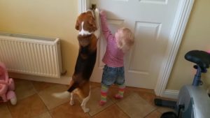 Yhteistyön voimaa: Koira auttaa taaperoa avaamaan keittiön oven