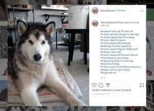 alaskanmalamuuttilaulaa