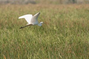jalohaikara-c-petteri-tolvanen-wwf