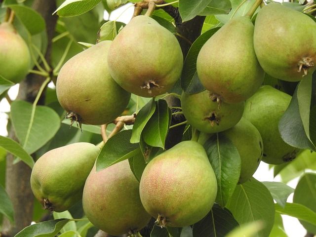 pear-tree-3526690_640