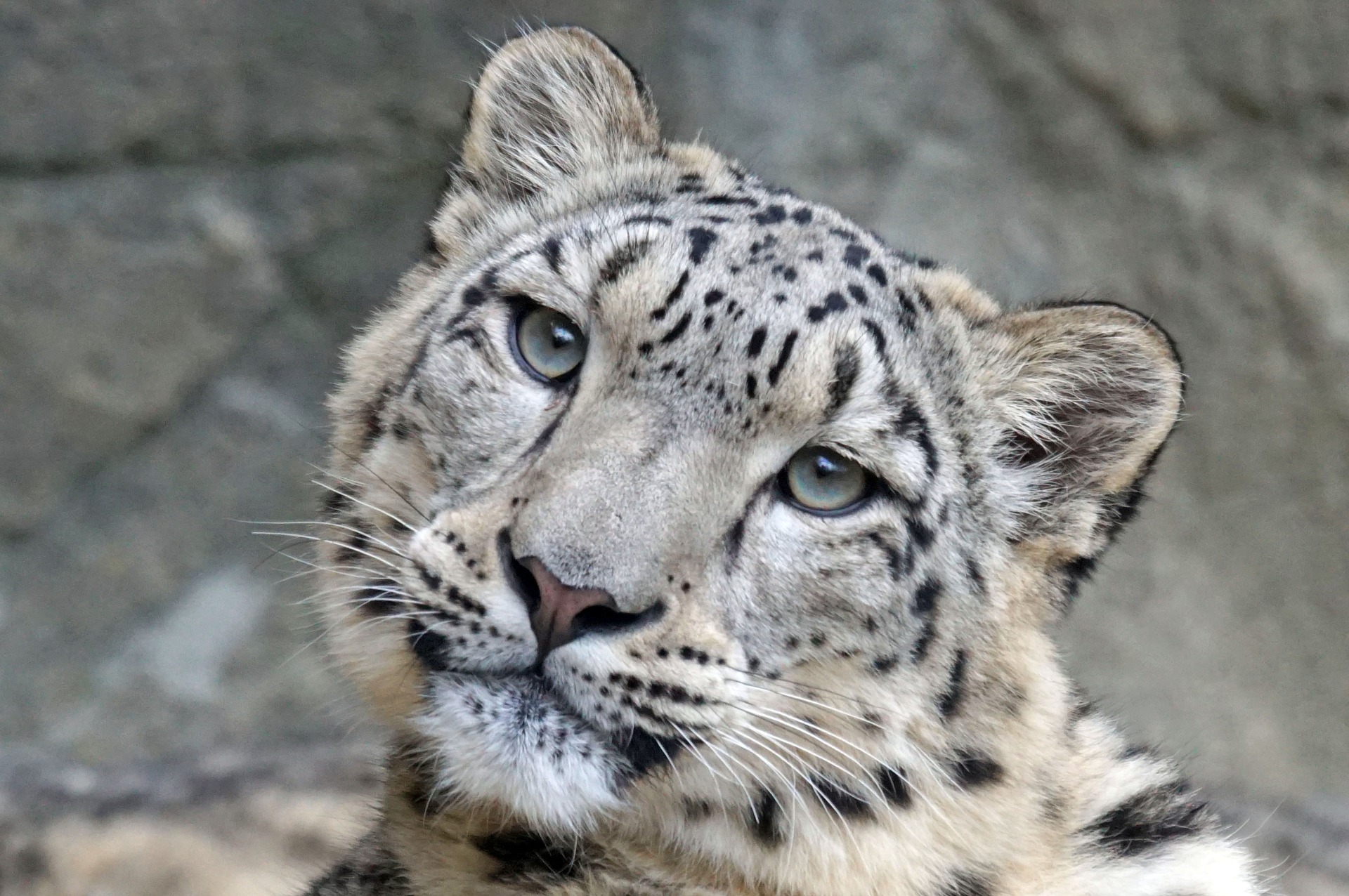 snow-leopard-1990543_1920