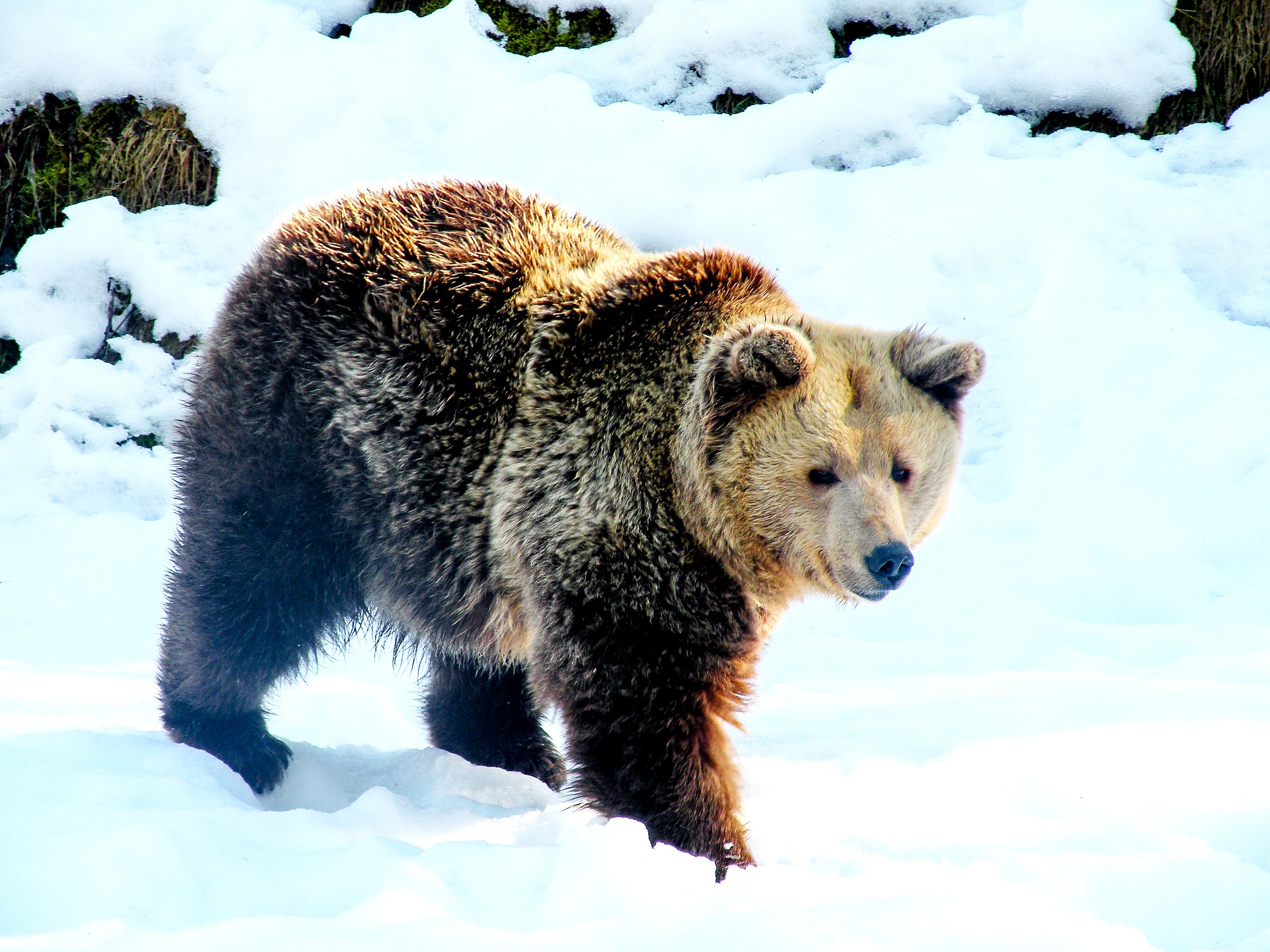 bear-2298529_1920