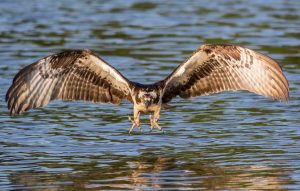 Osprey (Pandion haliaetus) flying over the James River, Virginia, United States