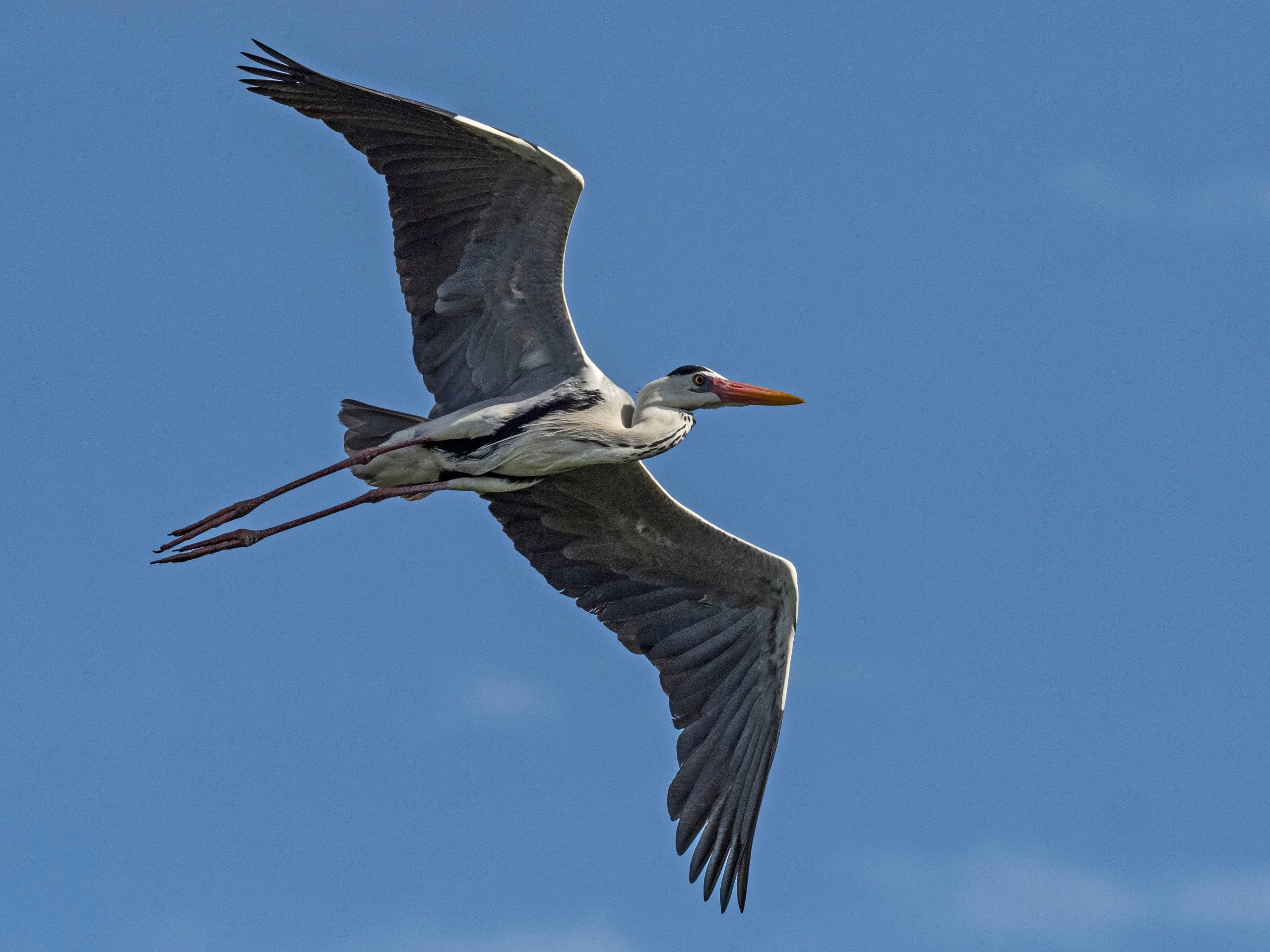 Grey Heron (Ardea cinerea) in flight, Singapore.