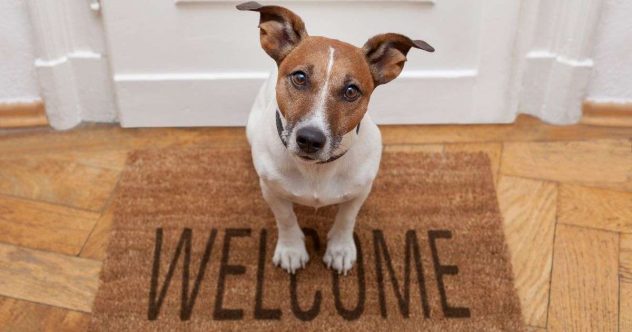 koti-tervetuloa-koira
