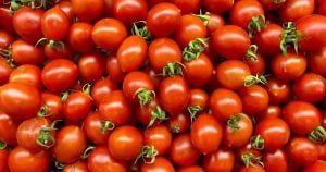 tomaatti
