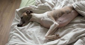 koira-nukkuu-sangyssa