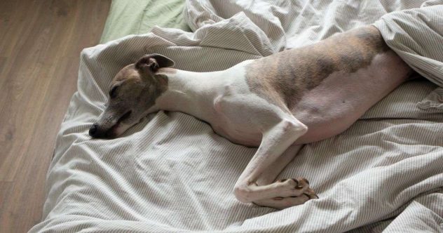 koira-nukkuu-sangyssa