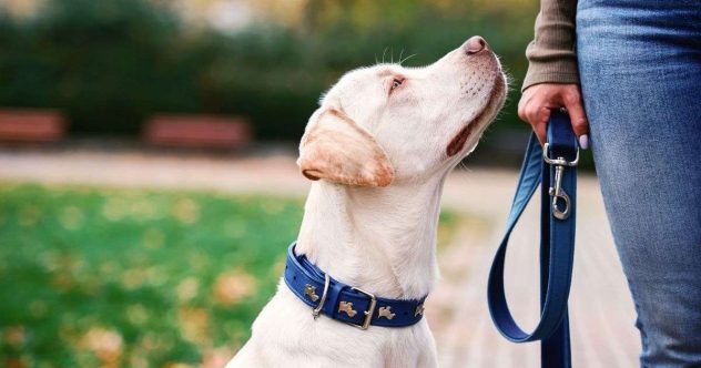 koira-katsoo-omistajaansa