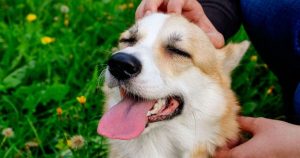 koira